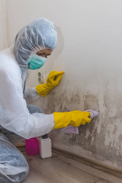 Lynn Haven, FL Mold Removal Company